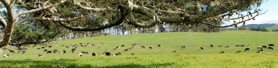 The Geological History of Kaikohe