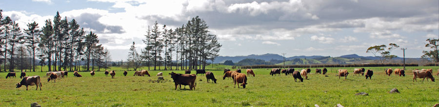 How Kaikohe Got Its Name